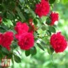 Rose 'Fairy Queen' -Perfect Greenery T68471 ROSE 1