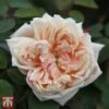 Rose 'Gloire De Dijon' -Perfect Greenery T68473 ROSE 1