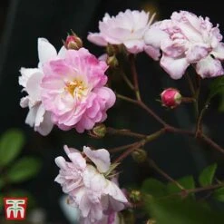 Rose 'Guirlande Rose' -Perfect Greenery T68481 ROSE 2