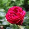 Rose 'Red Eden Rose' -Perfect Greenery T68503 ROSE 1