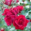 Rose 'Thats Jazz' -Perfect Greenery T68509 ROSE 1