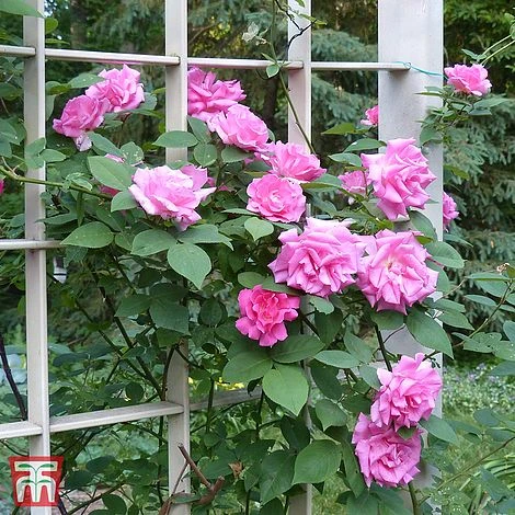 Rose 'Zéphirine Drouhin' 3 Rose 'Zéphirine Drouhin'