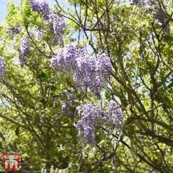 Wisteria Brachybotrys 'Okayama' -Perfect Greenery T68559 WIST 2
