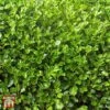 Griselinia Littoralis (Hedging) -Perfect Greenery T70327 GRIS 1