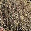 Pussy Willow (Hedging) -Perfect Greenery T70372 SALI 2