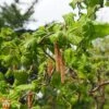 Corylus Avellana 'Contorta' -Perfect Greenery T73874 CORY 1