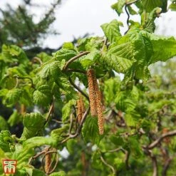 Corylus Avellana 'Contorta'