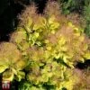 Cotinus Coggygria 'Golden Spirit' -Perfect Greenery T73884 COTI 1