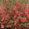 Chaenomeles 'Scarlet Storm' 2 Chaenomeles 'Scarlet Storm' -Perfect Greenery T79997 CHA 1