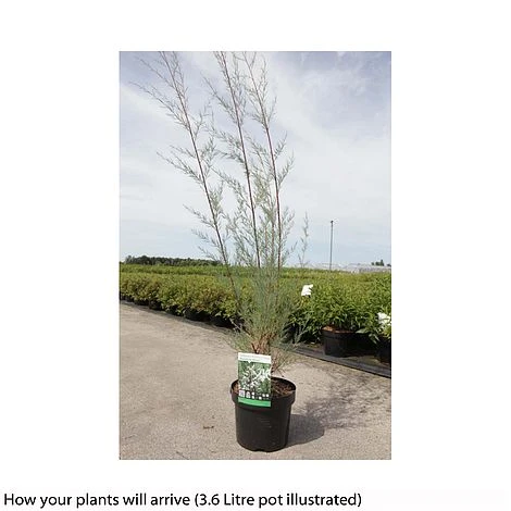 Tamarix Ramosissima 'Hulsdonk White' 4 Tamarix Ramosissima 'Hulsdonk White' - Image 2