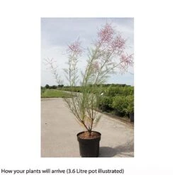 Tamarix Ramosissima 'Rubra' -Perfect Greenery TAMA T66486 A h
