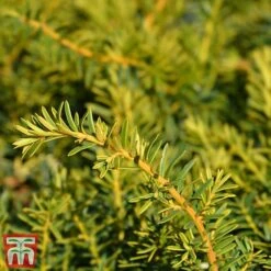 Taxus Baccata 'Summergold' -Perfect Greenery TAX TKA3590 B