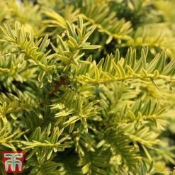Taxus Baccata 'Summergold' -Perfect Greenery TAX TKA3590 C