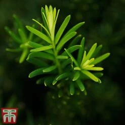 Taxus X Media 'Densiformis'