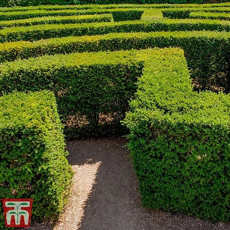 Taxus X Media 'Densiformis' 4 Taxus X Media 'Densiformis' - Image 2