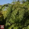 Taxodium Distichum 1 Taxodium Distichum -Perfect Greenery TAXO TKA3572 A