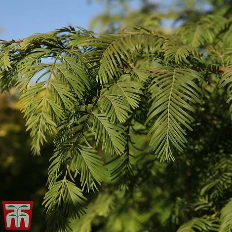 Taxodium Distichum 3 Taxodium Distichum