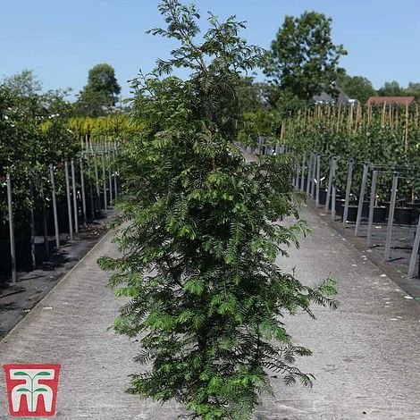 Taxodium Distichum 4 Taxodium Distichum - Image 2