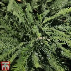 Taxodium Distichum 'Pévé Minaret'