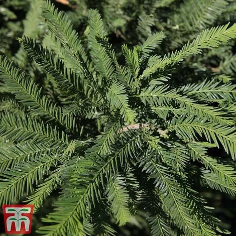 Taxodium Distichum 'Pévé Minaret' 3 Taxodium Distichum 'Pévé Minaret'
