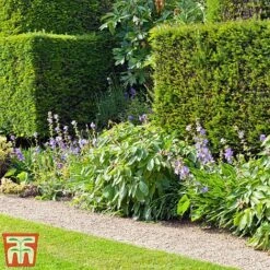 Taxus X Media 'Hicksii' -Perfect Greenery TAXU T63575 C