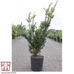 Taxus X Media 'Hicksii' -Perfect Greenery TAXU T63575 D