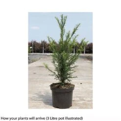 Taxus Baccata 17 Taxus Baccata -Perfect Greenery TAXU T66488 B h