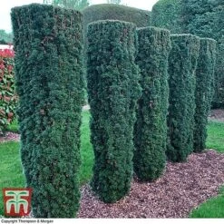 Taxus Baccata 15 Taxus Baccata -Perfect Greenery TAXU T66488 C1