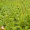 Taxus Baccata 'Kupfergold' -Perfect Greenery TAXU T66490 A