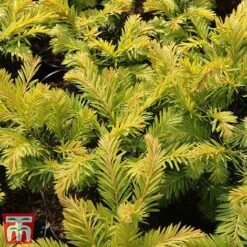 Taxus Baccata 'Kupfergold' -Perfect Greenery TAXU T66490 B