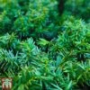 Taxus Media 'Groenland' -Perfect Greenery TAXU T66492 A