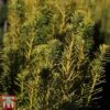 Taxus Baccata 'David' 1 Taxus Baccata 'David' -Perfect Greenery TAXU TKA3578 A