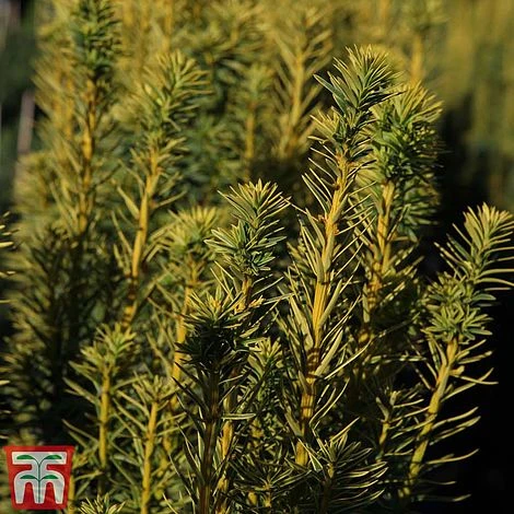 Taxus Baccata 'David' 3 Taxus Baccata 'David'