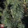 Taxus Baccata 'Dovastoniana' -Perfect Greenery TAXU TKA3580 A