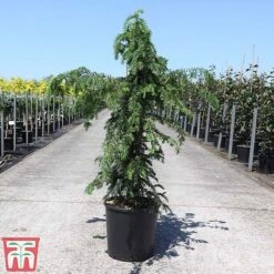 Taxus Baccata 'Dovastoniana' -Perfect Greenery TAXU TKA3580 B