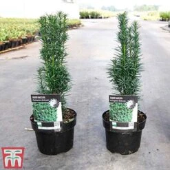 Taxus Baccata 'Fastigiata Robusta' -Perfect Greenery TAXU TKA3584 A