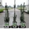 Taxus Baccata 'Black Tower' -Perfect Greenery TAXU BLACKTO2L 30580