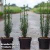 Taxus Baccata 'Litfass' -Perfect Greenery TAXU LITFASS2L S30566