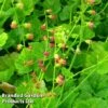 Tellima Grandiflora -Perfect Greenery TELL KA6359 A