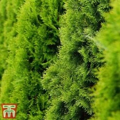 Thuja Occidentalis 'Golden Smaragd'
