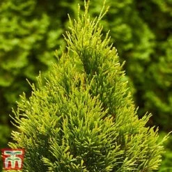 Thuja Occidentalis 'Golden Smaragd' -Perfect Greenery THU TKA3610 C