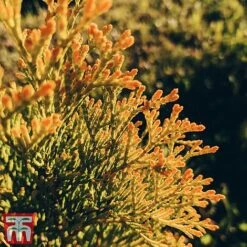 Thuja Occidentalis 'Golden Smaragd' -Perfect Greenery THU TKA3610 D