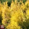 Thuja Occidentalis 'Jantar' 2 Thuja Occidentalis 'Jantar' -Perfect Greenery THU TKA3618 A