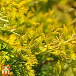 Thuja Occidentalis 'Jantar' -Perfect Greenery THU TKA3618 C