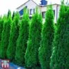 Thuja Occidentalis 'Smaragd' 1 Thuja Occidentalis 'Smaragd' -Perfect Greenery THU TKA3624 A