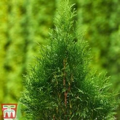 Thuja Occidentalis 'Smaragd' -Perfect Greenery THU TKA3624 B