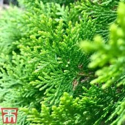 Thuja Occidentalis 'Smaragd' -Perfect Greenery THU TKA3624 C