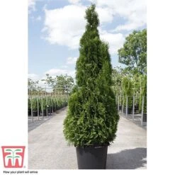Thuja Occidentalis 'Smaragd' -Perfect Greenery THU TKA3624 D