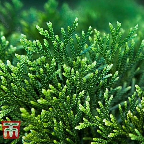 Thuja Plicata 'Can-can' 4 Thuja Plicata 'Can-can' - Image 2