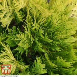 Thuja Plicata '4Ever Goldy' -Perfect Greenery THUJ 66503 A2